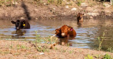 Simple Changes Make The Difference In Cooling Off Cattle