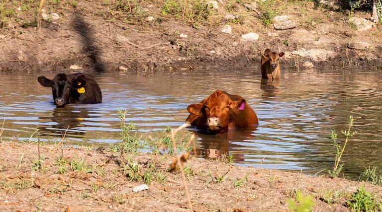 Simple Changes Make The Difference In Cooling Off Cattle