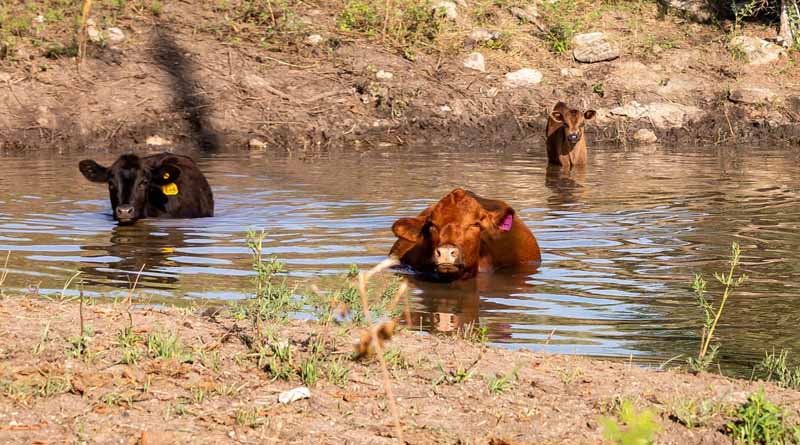 Simple Changes Make The Difference In Cooling Off Cattle