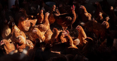 FAO study: Global Meat Supply Quadrupled Over Six Decades, But Uneven Distribution Persists FAO study: Global Meat Supply Quadrupled Over Six Decades, But Uneven Distribution Persists