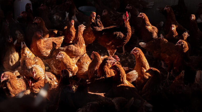 FAO study: Global Meat Supply Quadrupled Over Six Decades, But Uneven Distribution Persists