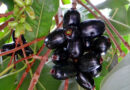 Jamun Nutrition Facts: Why India's Indigenous Blackberry Is Emerging as the Superfood of 2026