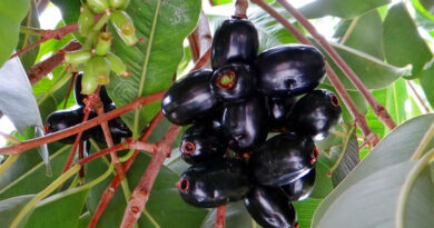 Jamun Nutrition Facts: Why India's Indigenous Blackberry Is Emerging as the Superfood of 2026