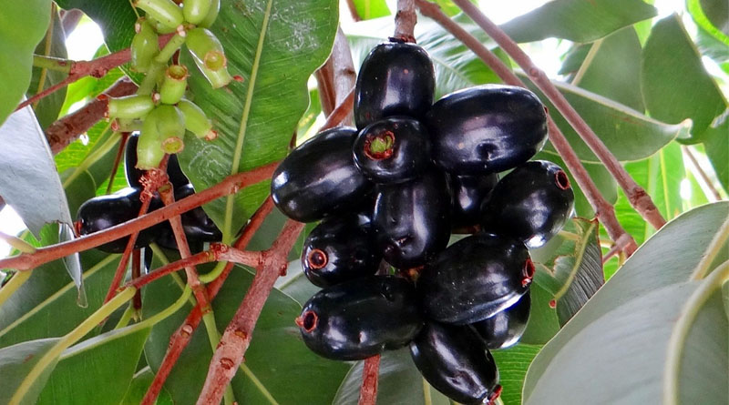 Jamun Nutrition Facts: Why India's Indigenous Blackberry Is Emerging as the Superfood of 2026