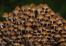 5 Superfoods to Eat in 2026: Science-Backed Foods with Powerful Nutritional Benefits
