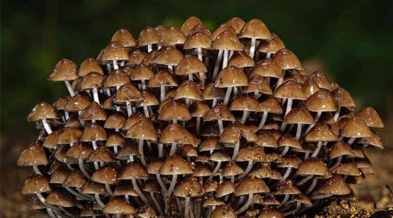 5 Superfoods to Eat in 2026: Science-Backed Foods with Powerful Nutritional Benefits