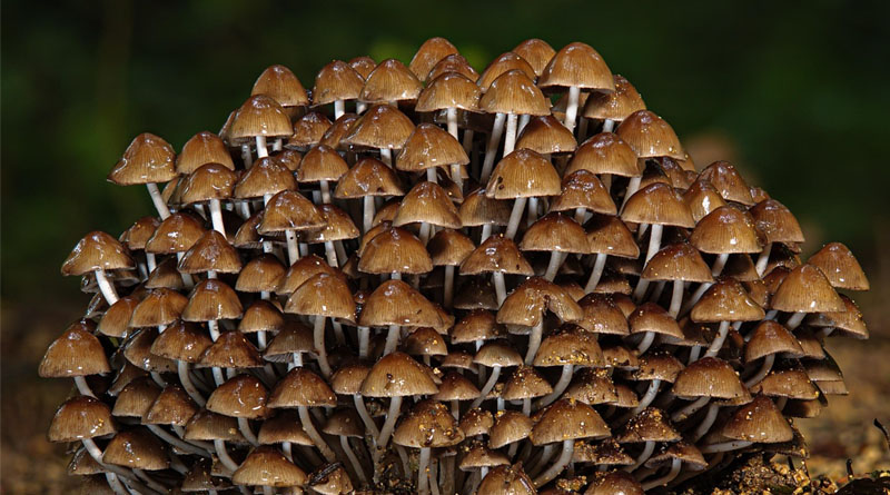 5 Superfoods to Eat in 2026: Science-Backed Foods with Powerful Nutritional Benefits