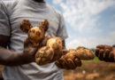 How Wild Potato Genes Can Help East African Farmers Beat the ‘Chemical Tax’