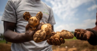 How Wild Potato Genes Can Help East African Farmers Beat the ‘Chemical Tax’ How Wild Potato Genes Can Help East African Farmers Beat the ‘Chemical Tax’