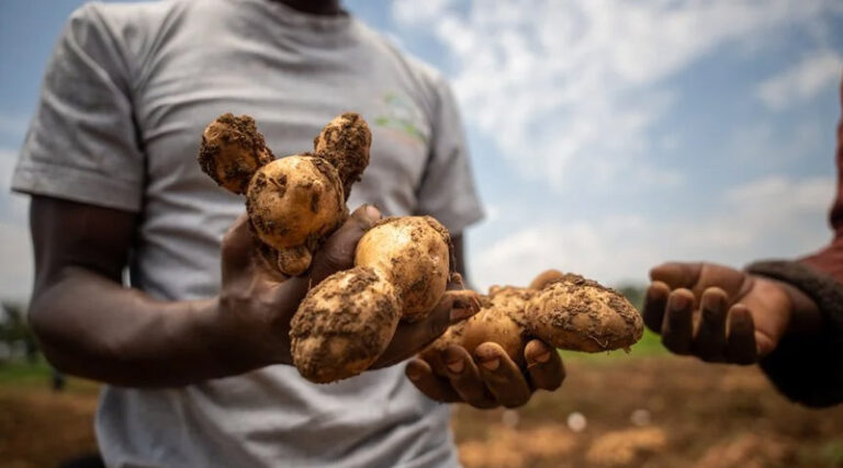 How Wild Potato Genes Can Help East African Farmers Beat the ‘Chemical Tax’