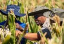 IMIC-Africa Strengthens Maize Breeding Partnerships For Resilient Seed Systems Across Africa