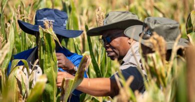 IMIC-Africa Strengthens Maize Breeding Partnerships For Resilient Seed Systems Across Africa