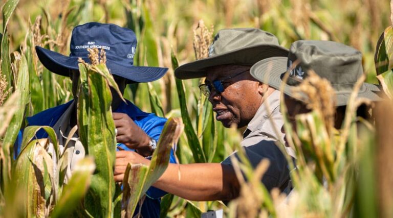 IMIC-Africa Strengthens Maize Breeding Partnerships For Resilient Seed Systems Across Africa