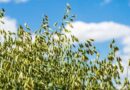 New Grower–LED Investments Go Deep In Eastern Wheatbelt