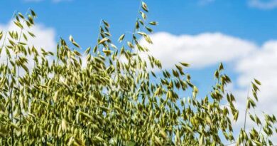 New Grower–LED Investments Go Deep In Eastern Wheatbelt New Grower–LED Investments Go Deep In Eastern Wheatbelt