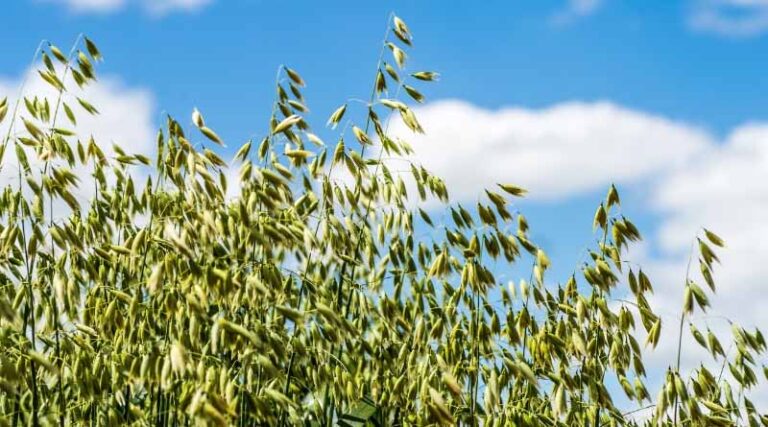 New Grower–LED Investments Go Deep In Eastern Wheatbelt