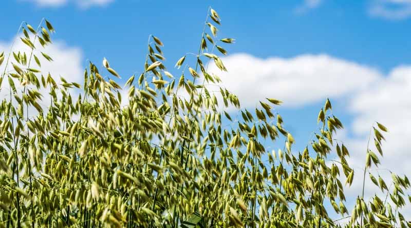 New Grower–LED Investments Go Deep In Eastern Wheatbelt