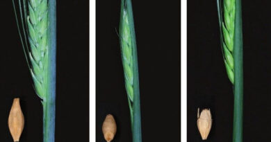 Research From The James Hutton Institute And The University Of Dundee Reveals How Barley Protects Itself