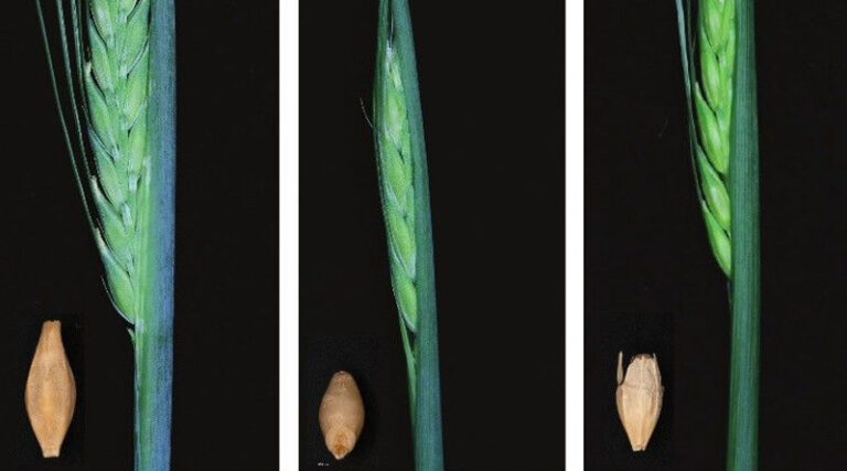 Research From The James Hutton Institute And The University Of Dundee Reveals How Barley Protects Itself