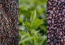 A New FAO Report Examines How Shocks Affect Global Coffee, Cocoa And Tea Markets And Outlines Policy Options To Address Structural Vulnerabilities