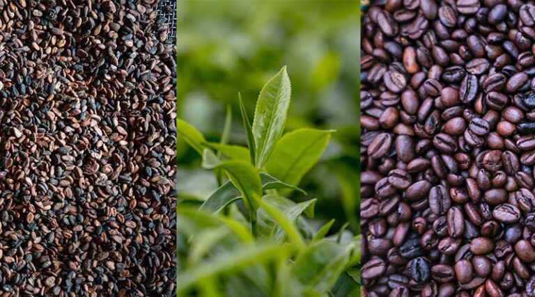 A New FAO Report Examines How Shocks Affect Global Coffee, Cocoa And Tea Markets And Outlines Policy Options To Address Structural Vulnerabilities