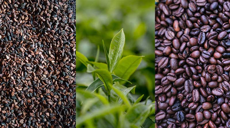 A New FAO Report Examines How Shocks Affect Global Coffee, Cocoa And Tea Markets And Outlines Policy Options To Address Structural Vulnerabilities
