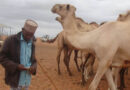 As The Climate Changes, Camels Offer Stability In The Horn Of Africa