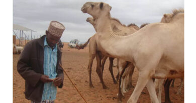 As The Climate Changes, Camels Offer Stability In The Horn Of Africa