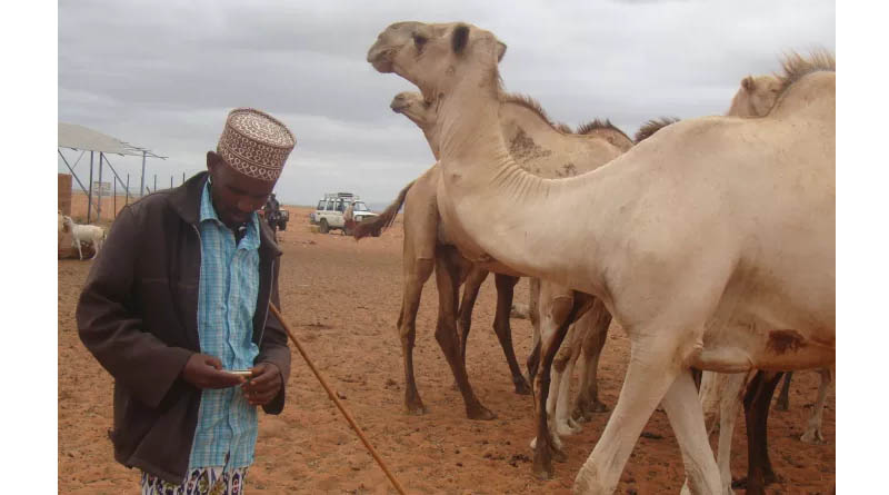 As The Climate Changes, Camels Offer Stability In The Horn Of Africa