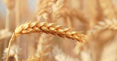Bayer Signs Licensing Agreement with RAGT And Begins Broad Hybrid Wheat Commercialization By Early 2030s Bayer Signs Licensing Agreement with RAGT And Begins Broad Hybrid Wheat Commercialization By Early 2030s