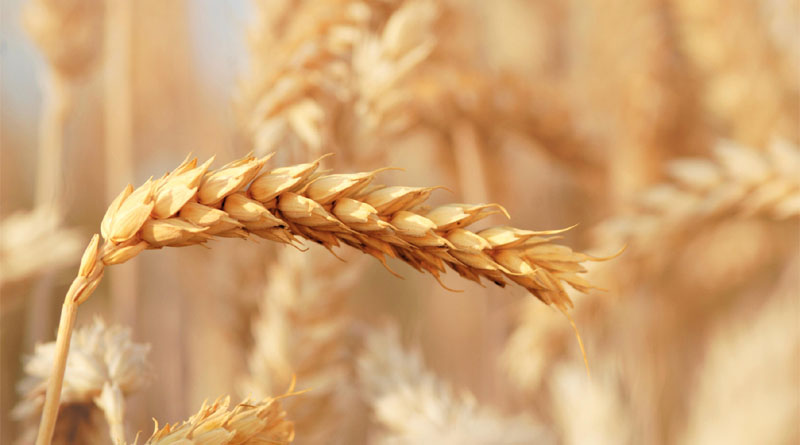 Bayer Signs Licensing Agreement with RAGT And Begins Broad Hybrid Wheat Commercialization By Early 2030s