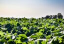 Brazil Government Announces Program to Refinance Rural Debt