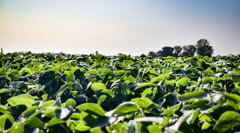 Brazil Government Announces Program to Refinance Rural Debt