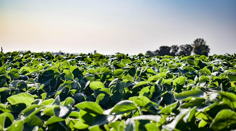 Brazil Government Announces Program to Refinance Rural Debt