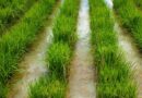 CORRA Webinar Explores Collaborative Breeding Model To Accelerate Climate-Resilient Rice Breeding Across Asia