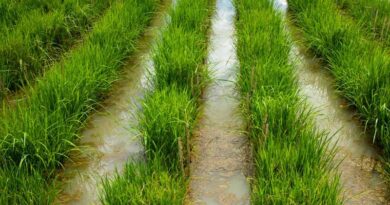 CORRA Webinar Explores Collaborative Breeding Model To Accelerate Climate-Resilient Rice Breeding Across Asia CORRA Webinar Explores Collaborative Breeding Model To Accelerate Climate-Resilient Rice Breeding Across Asia