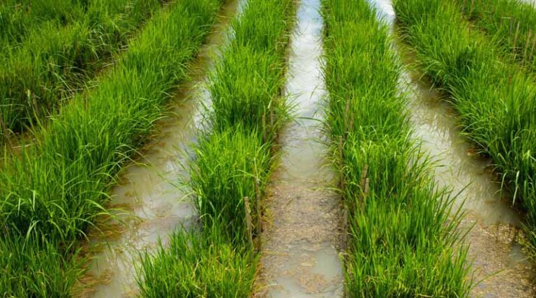 CORRA Webinar Explores Collaborative Breeding Model To Accelerate Climate-Resilient Rice Breeding Across Asia