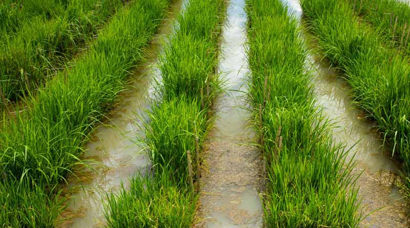 CORRA Webinar Explores Collaborative Breeding Model To Accelerate Climate-Resilient Rice Breeding Across Asia
