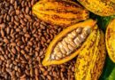 CPI Joins €6.3M Horizon Europe Project To Help Future-proof Cocoa Production