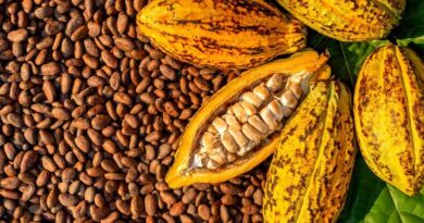 CPI Joins €6.3M Horizon Europe Project To Help Future-proof Cocoa Production