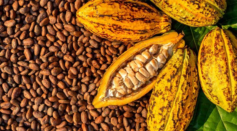 CPI Joins €6.3M Horizon Europe Project To Help Future-proof Cocoa Production