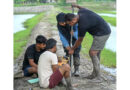 Can Shrimp Farming Help Bring Mangroves Back to the Sundarbans?