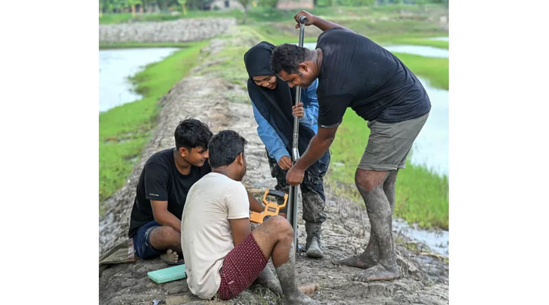 Can Shrimp Farming Help Bring Mangroves Back to the Sundarbans?