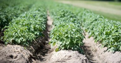 Centre Intensifies Preparedness as El Niño Threat Looms; Weekly Reviews Underway Centre Intensifies Preparedness as El Niño Threat Looms; Weekly Reviews Underway