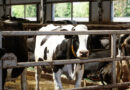 Clean Water Advocates File Lawsuit Over Oregon Factory Farm General Permit
