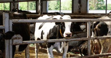 Clean Water Advocates File Lawsuit Over Oregon Factory Farm General Permit
