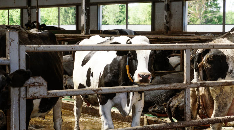 Clean Water Advocates File Lawsuit Over Oregon Factory Farm General Permit