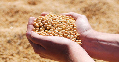Complete Guide to Herbicides Recommended for Soybean in India Complete Guide to Herbicides Recommended for Soybean in India