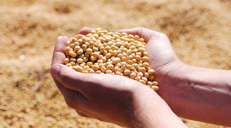 Complete Guide to Herbicides Recommended for Soybean in India
