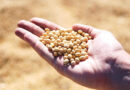 Conab Increases Brazil Crop Estimates in July Report